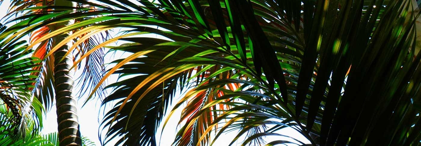 about-dominican-republic-sobre-republica-dominicana-caribe-caribbean