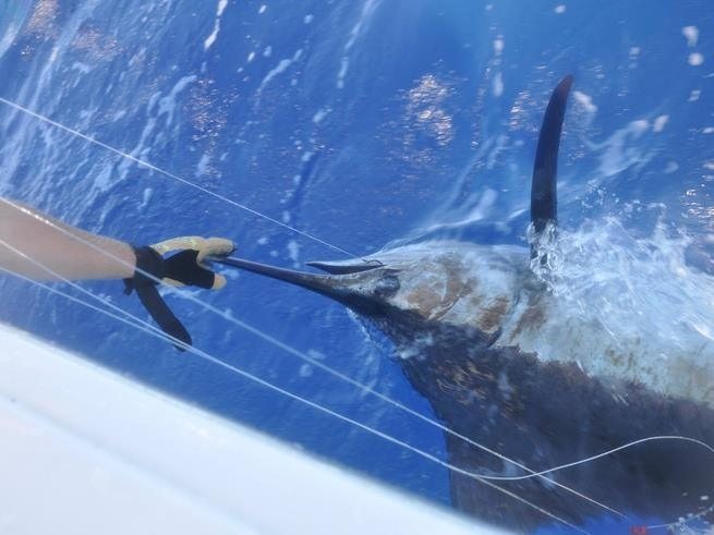 Blue Marlin fishing Boat Bayahib