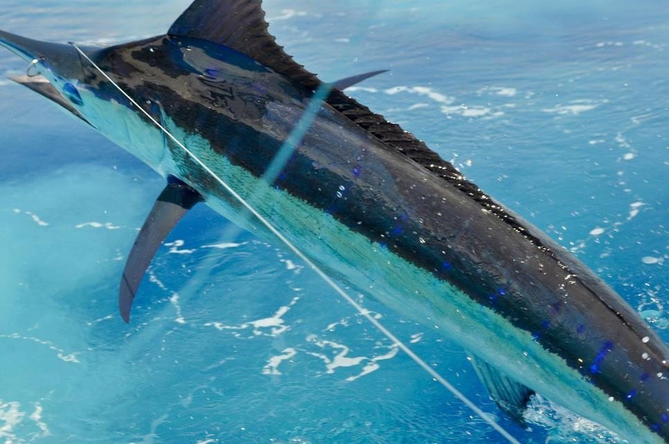 Blue Marlin Fishing Charter Bayahibe