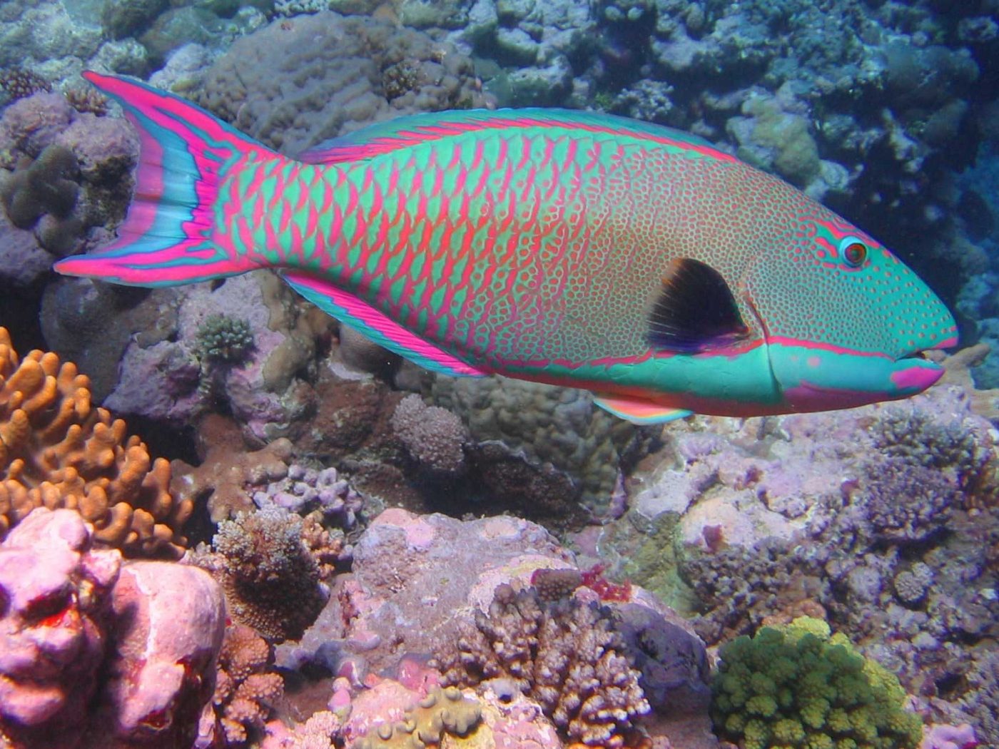 parrot-fish-wikimedia-2