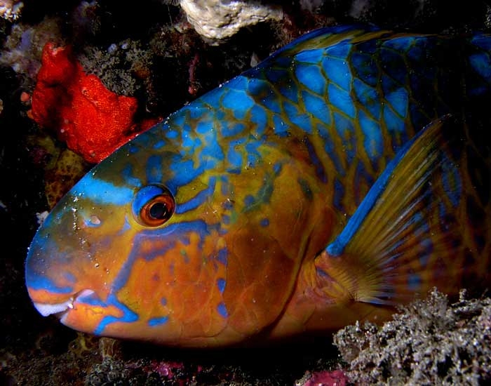 parrot-fish-wikimedia