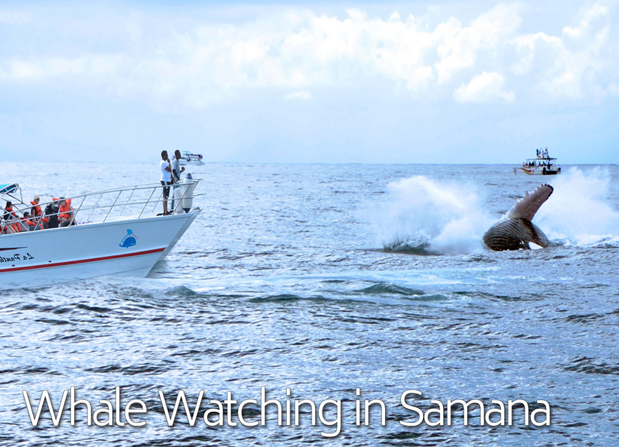 homewannab0a15public_htmlwp-contentuploads201802humpback-whale-watching-tours-excursions-from-samana-port-dominican-republic-900px-1.jpg