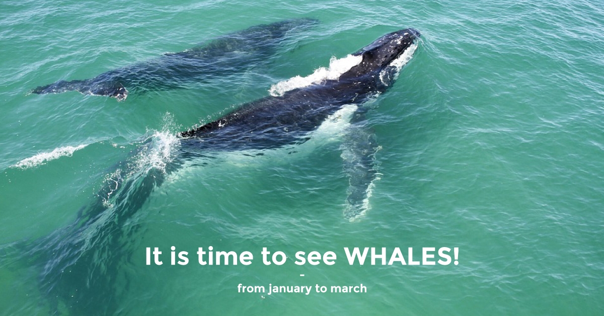 whale-whatching-season-2018-web