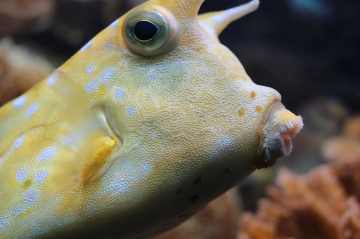 boxfish-face