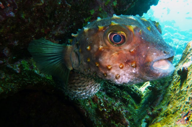 caribbean-snorkeling-ballon-fish | WannaBoats