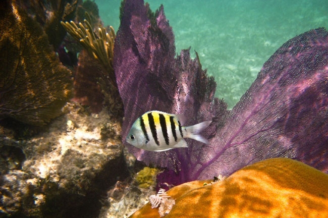 fish-coral-garden