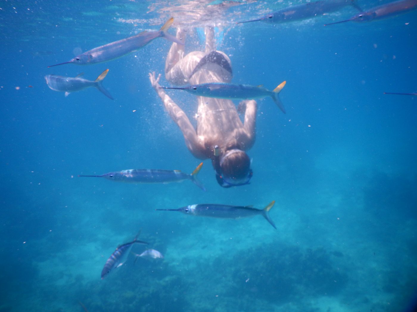 Snorkel en Isla Saona