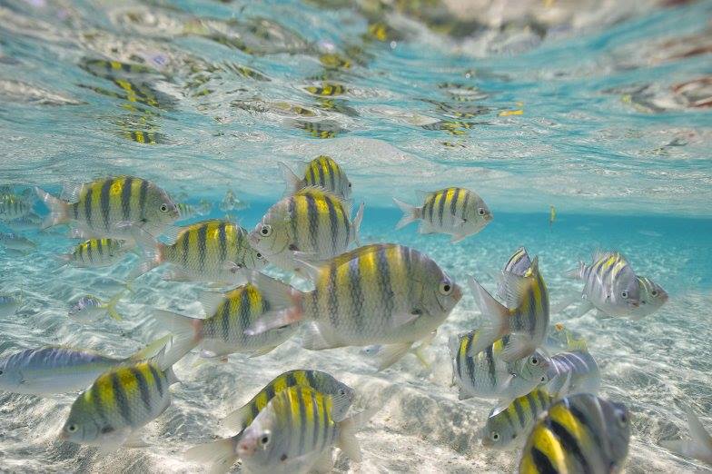 Snorkel Excursion Dominican Republic