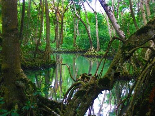 mangrove excursion