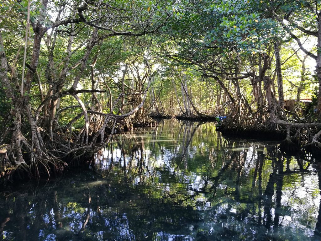 Mangrove swamp boat excursion