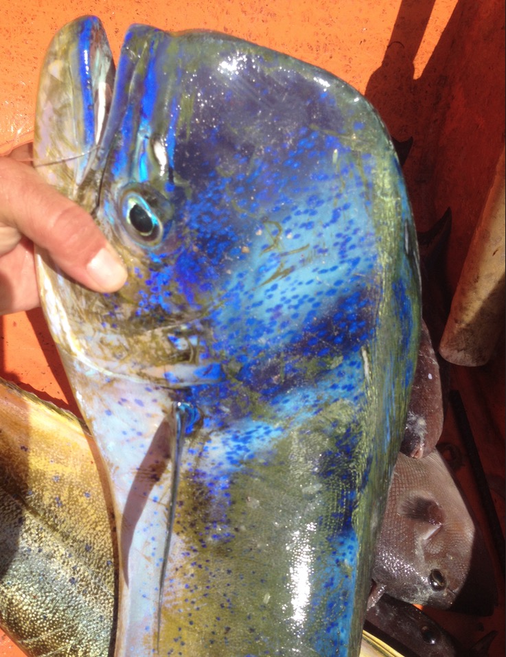 Mahimahi fishing Dominican Republic