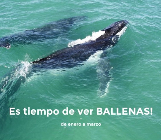 avistamiento-ballenas-samana