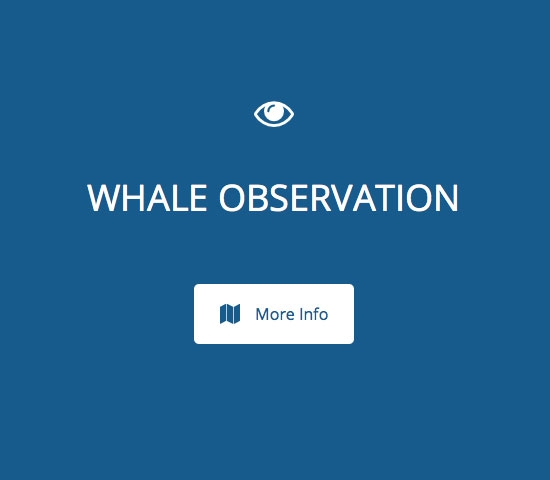 whale-observation-more-info