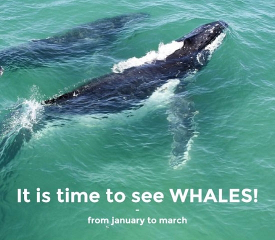 whale-observation