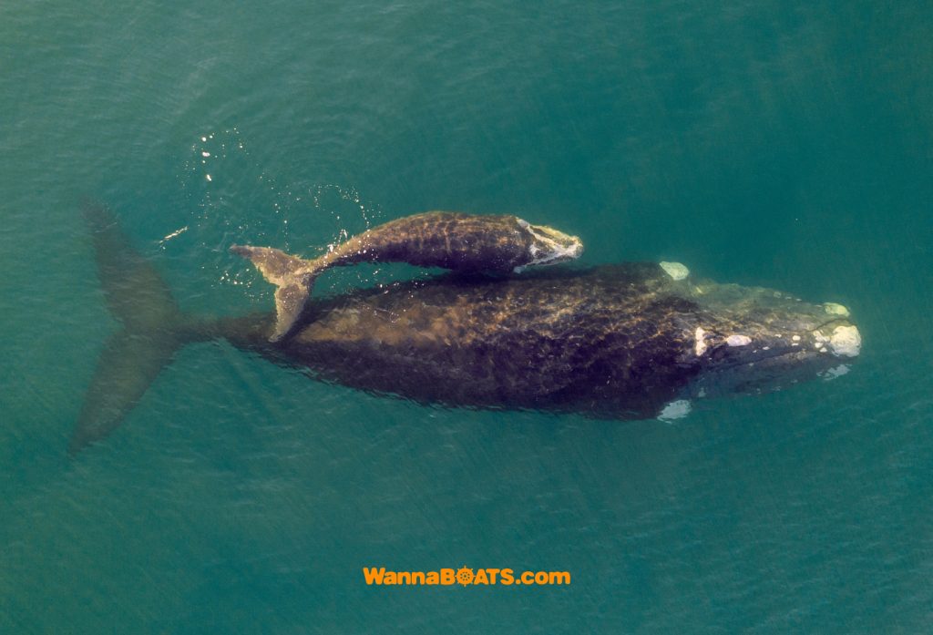 ¿Quieres ver ballenas en Samaná? | WannaBoats