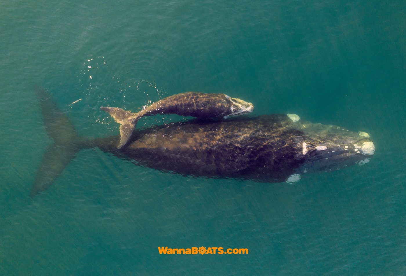 whales-samana-ballenas-samana-3
