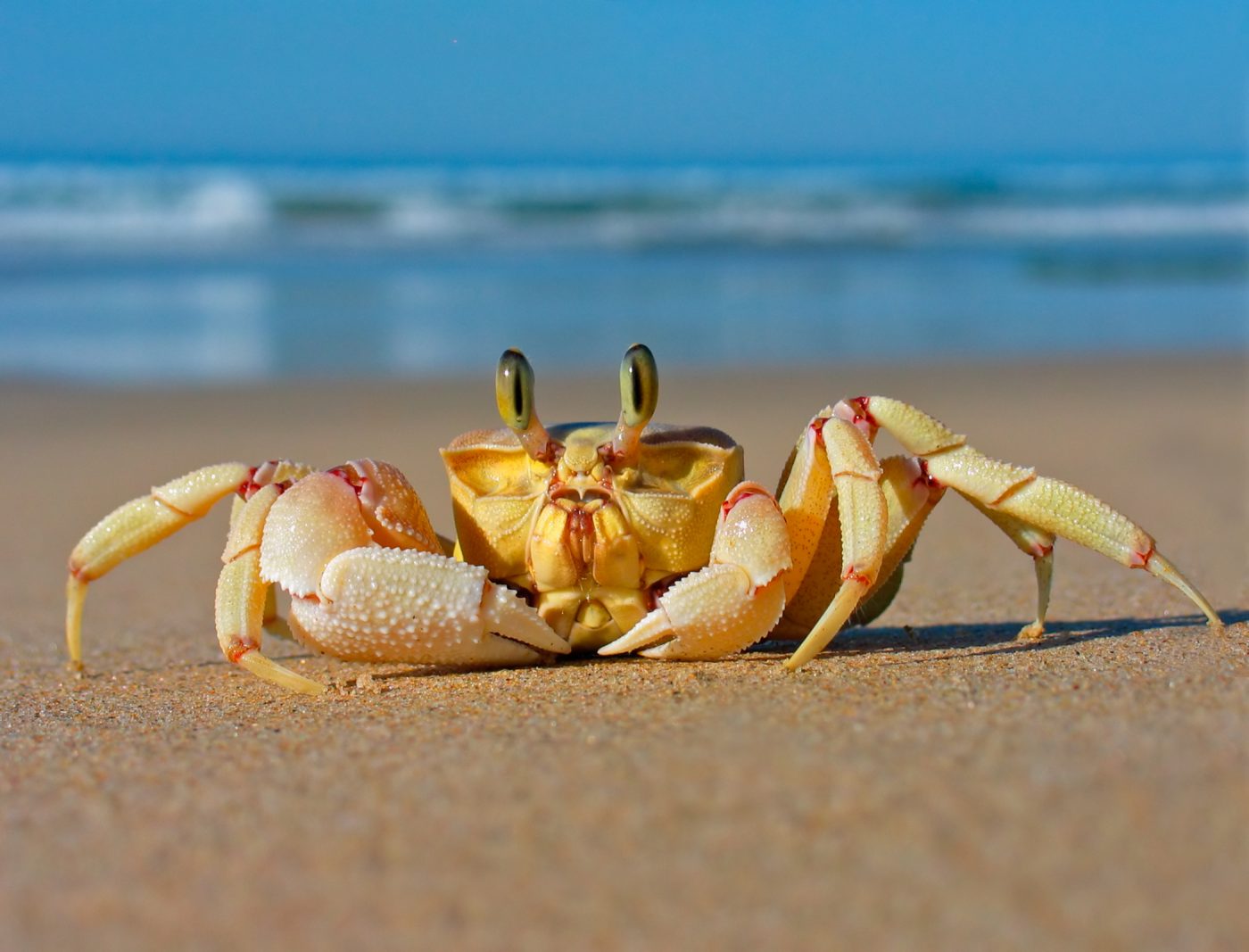 Crab ban