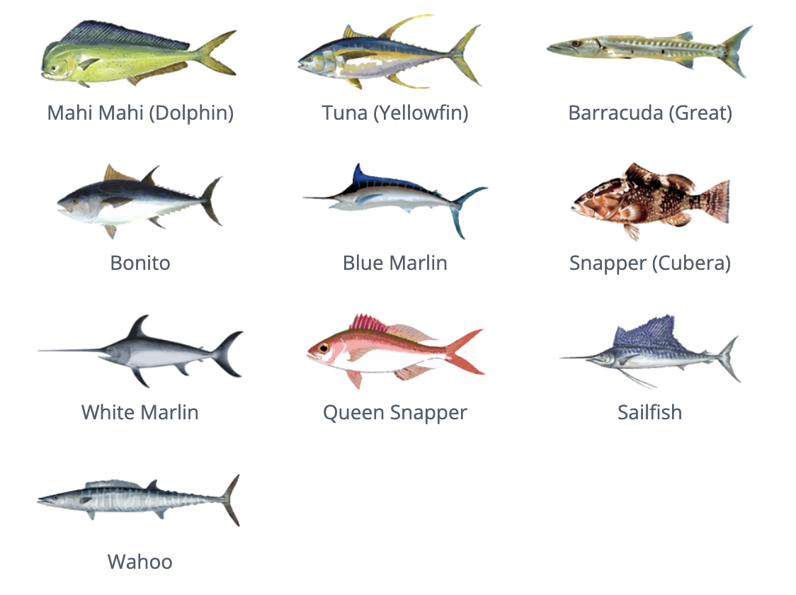 Especie que se pueden pescar en República Dominicana