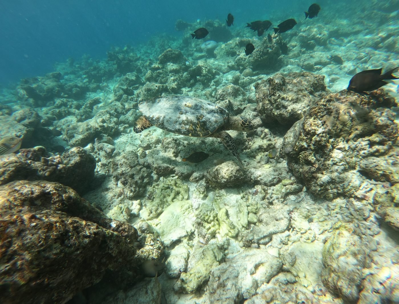 corales en un arrecife tropical