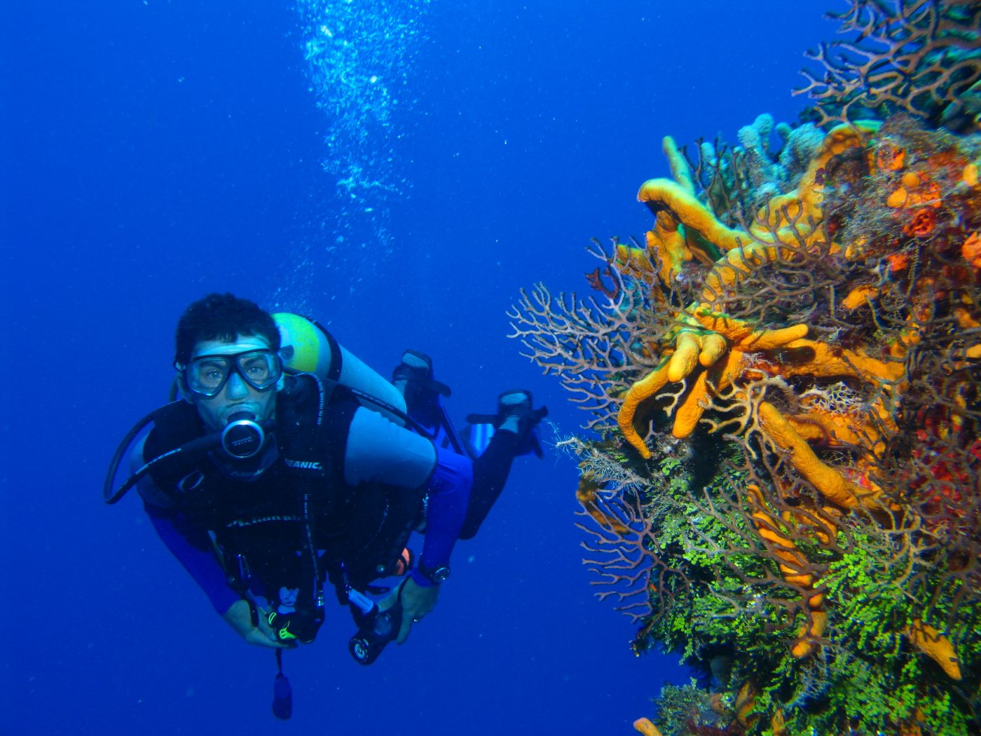  a man diving between corals