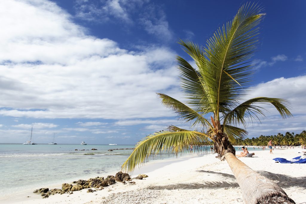 palm tree on caribbean beach with clouds